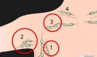 腋下淋巴结 腋下淋巴结