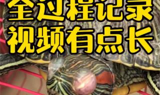 巴西龟白眼病怎么办 巴西龟白眼病怎么办