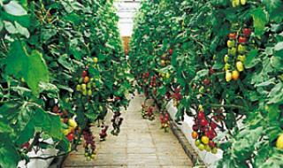 生态农业观光园 生态农业观光园