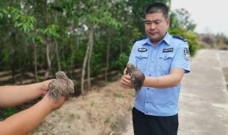 无限猫头鹰 无限猫头鹰