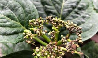 绣球花为什么不吉利 绣球花为什么不吉利