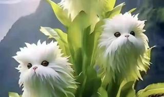 辟谣喜马拉雅灵猴花