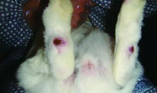 十只兔子背后的故事