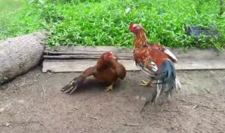 男子高速与公鸡打架